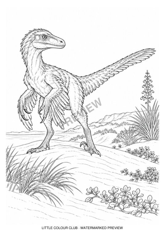 feathered Velociraptor standing alert on a dune, feathered arms and balanced tail – black-and-white dinosaur colouring page for ages 9-12